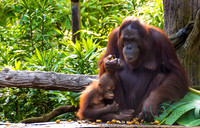 Breakfast with Orangutans